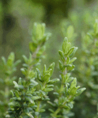 Thyme