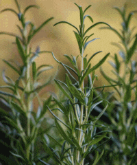 Rosemary