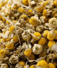 Chamomile